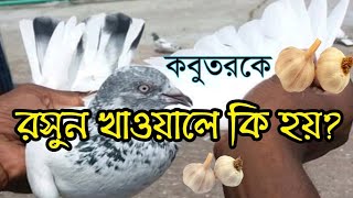 কবুতরকে রসুন খাওয়ালে কি হয়। Garlic in pigeon wellness | why pigeons Should to feed Garlic? screenshot 5