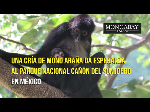 Una cría de mono araña da esperanza al Parque Nacional Cañón del Sumidero en México