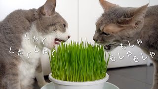 そわそわキャッツと猫草と咀嚼音 | #モアクリ Vlog049