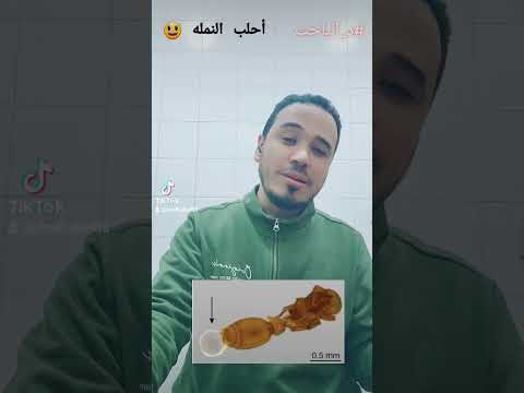 أحلب النمله حليب النمل