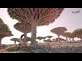 أغنية أمّي اليمن للفنان الكبير أبو بكر سالم