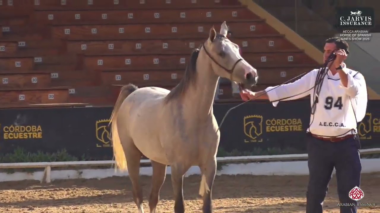 N 94 TOSCANA   AECCA Arabian Horse of Spanish Lines Show 2025   Fillies 2 Years Old Class 2