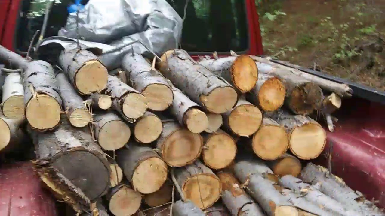 Washington State Public Lands Firewood YouTube