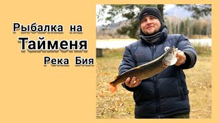 Рыбалка на Тайменя. Рыбачу на реке Бия. Закрытие сезона жидкой воды.