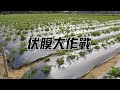 【農業廢棄物】伏膜大作戰｜農業塑膠膜的黑色大山 (我們的島 第1093集 2021-02-22)