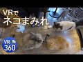 VR 360 japanese cat cafe 猫たちに囲まれたい人どうぞ
