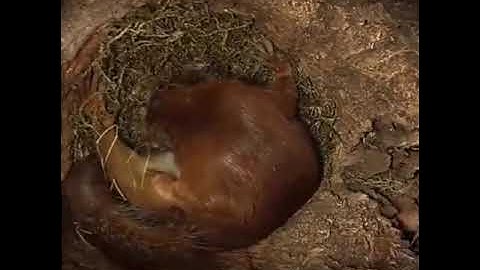 Inside of a squirrels nest