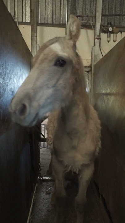 La REALIDAD de un MATADERO de CABALLOS en ESPAÑA | Nueva investigación de Igualdad Animal
