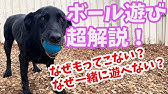 犬 遊び 愛犬が持ってこいが出来ない 犬のしつけ 横浜 Byドッグトレーナー遠藤エマ Youtube