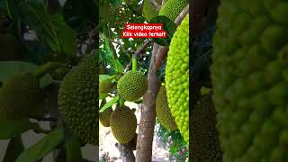 Tutorial nangka cepat berbuah lebat dan melimpah #tipsandtricks #tutorial #nangka #buahlebat #shorts