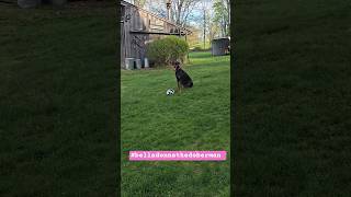 she might not be #texasthedoberman but she is #belladonnathedoberman