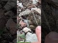 Fast Frog Shorts Samuel Frog Fun Kidschannel Critters Kids Kidsvideo Fast Frog Shorts Samuel Frog Fun Kidschannel Critters Kids Kidsvideo