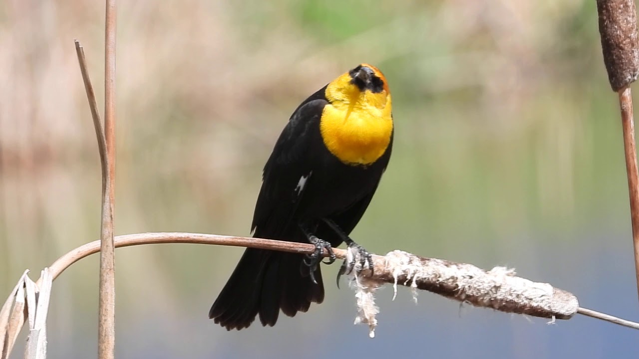 Yellow-headed Blackbird