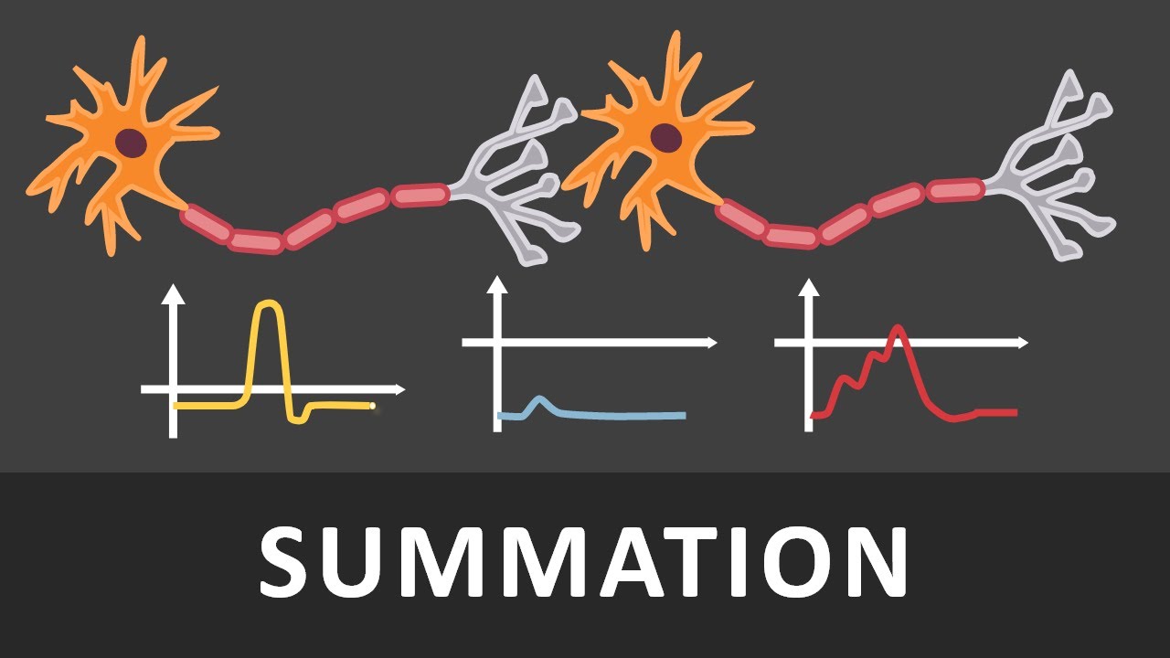 Zeitliche Und Räumliche Summation Räumliche und zeitliche Summation einfach erklärt | Verrechnung von