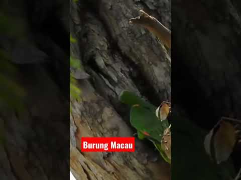 Burung Macau #videoshort