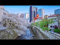 Japan tokyo shimoochiai sakura walk to shinjuku  4kr