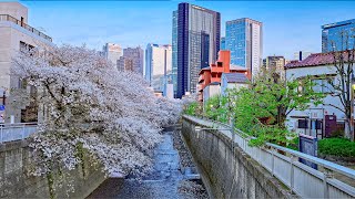 Japan: Tokyo ShimoOchiai Sakura Walk to Shinjuku • 4K HDR