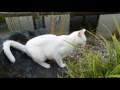 Snowi im Garten