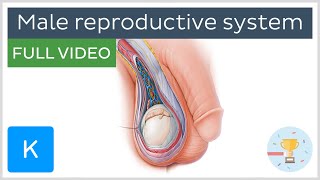 FULL VIDEO: Male reproductive system - Human Anatomy | Kenhub