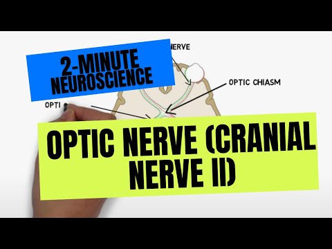 2 perces idegtudomány: látóideg (Cranialis Nerve II)