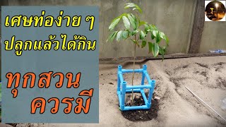 ที่ครอบต้นไม้ปรับขนาดได้ป้องกันศัตรูต่างๆ  #สวนผักหลังบ้าน