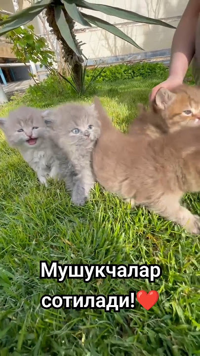  998935096098 #music #speedsong #cover #song #speedupsongs #cat #jamespotter #catlover #cute #edit