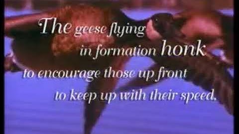 Lessons from Geese - Saatchi & Saatchi (HR tool)