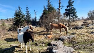 Absolutely Stunning Views, Feral Ponies, Mt Rogers and Grayson Highlands  AT Thru Hike Week 7 pt 3