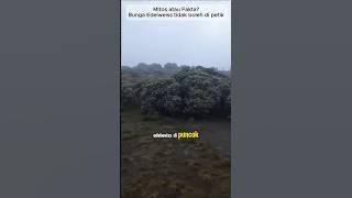 Mitos atau Fakta - bunga edelweis tidak boleh di petik? #mitos #faktaunik #pendaki
