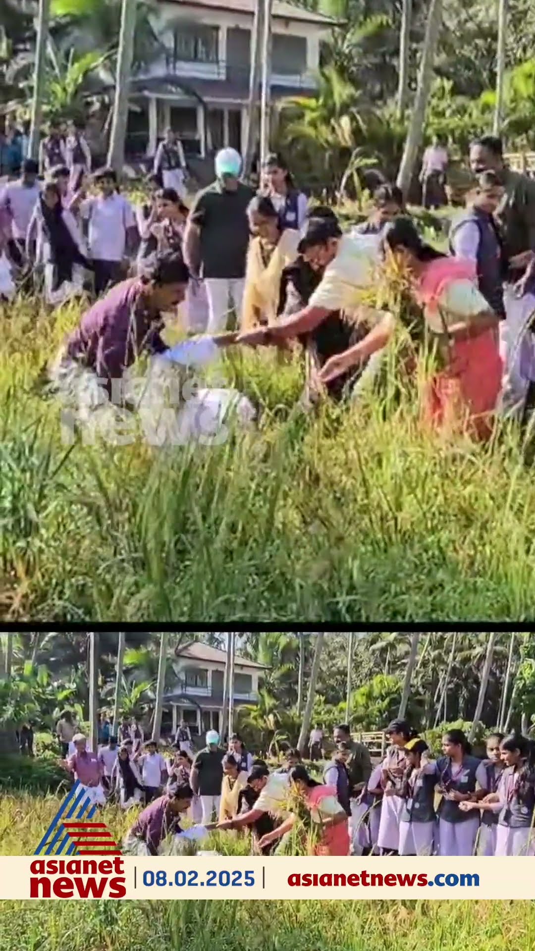 കണ്ണൂർ ചേലോറയിൽ കൊയ്ത്തുത്സവത്തിനിടെ മന്ത്രി കടന്നപ്പള്ളിക്ക് അടി തെറ്റിയപ്പോൾ