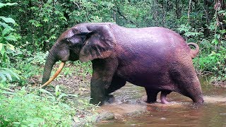 Elephants In Need Of Mating, Sexual Intercourse Only Every 4 Years Due To Gestation And Nursing Time
