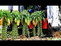 Как выращивают брюссельскую капусту