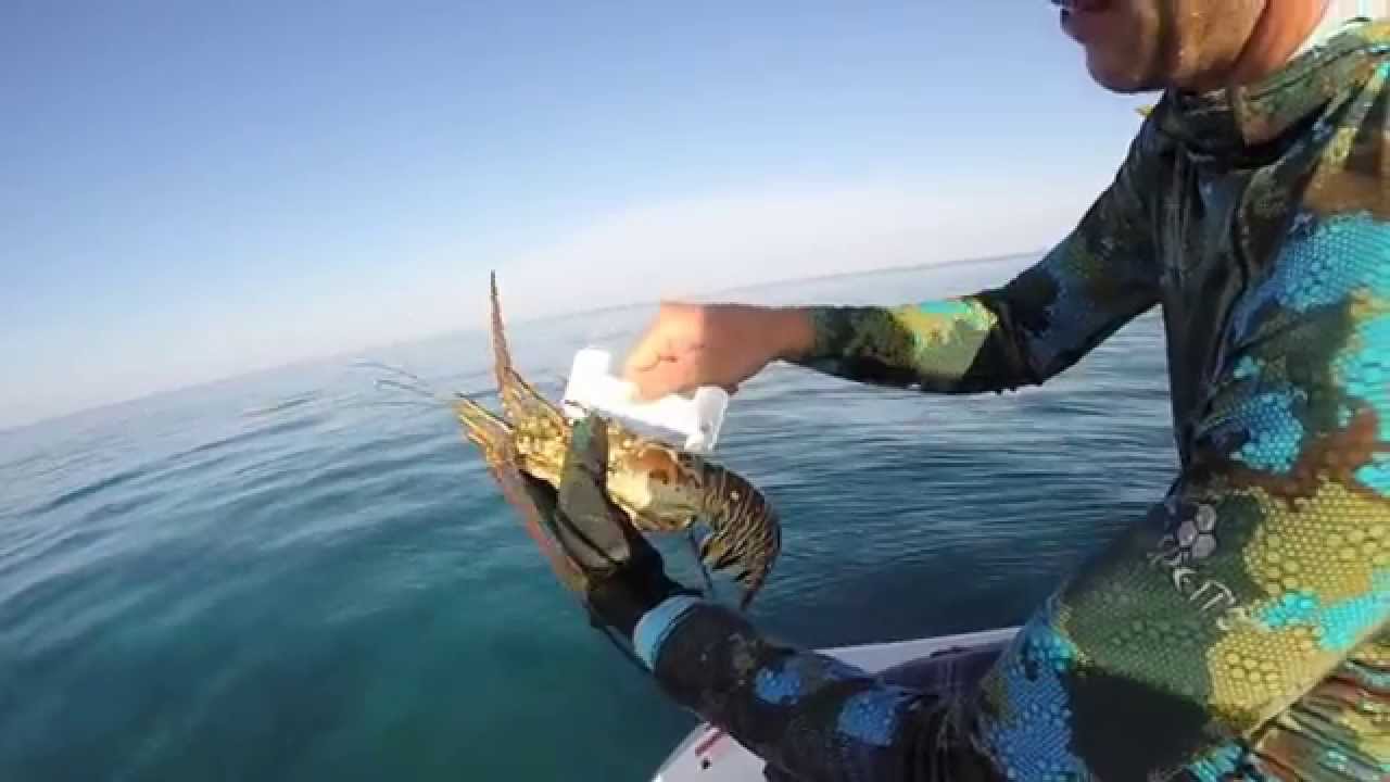 Lobstering in the Keys - YouTube Buck