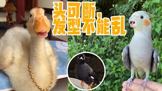 President Huang put on a big gold chain and reached the peak of Duck Life