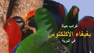 غرائب l بغبغاء الأكلكتوس  في البرية