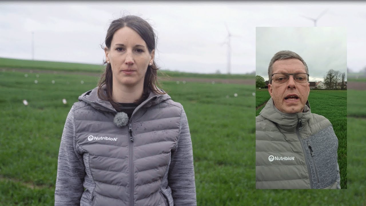 Wir leben Getreide Feld-Reporter | Ralf Becker | Wüchsige Bedingungen und hoher Krankheitsdruck