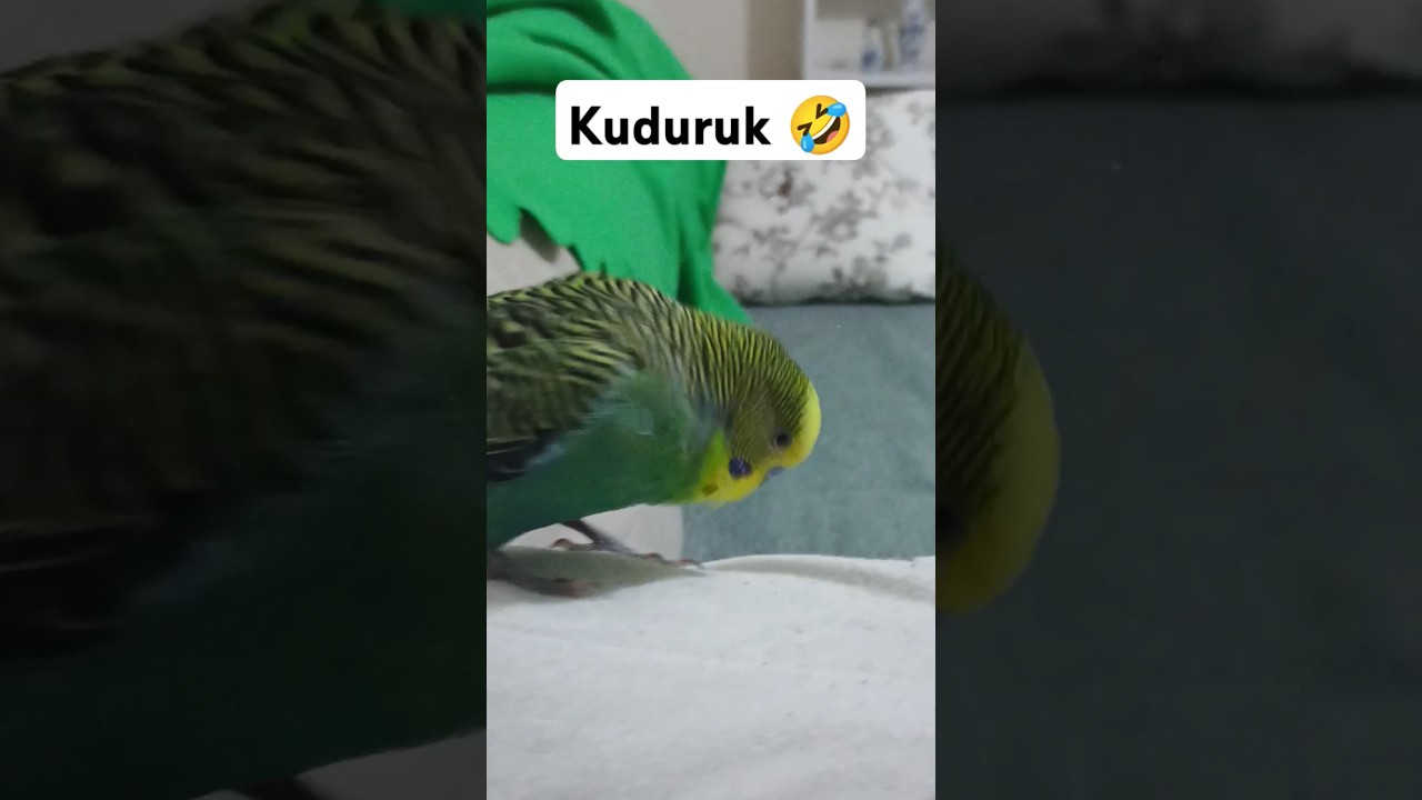 Çok Şımarık Bu 😍 #muhabbetkuşufıstık #muhabbetkuşu #muhabbetkuslari #kuslar #birds #parrot #budgey