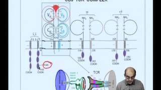 ⁣Mod-12 Lec-25 T cell receptors