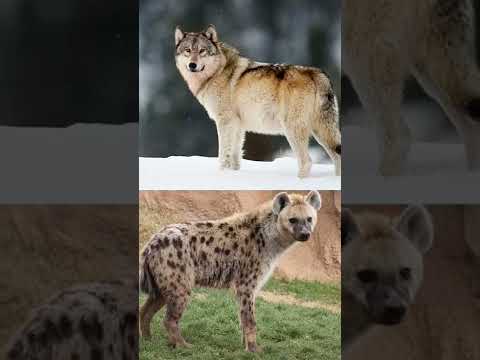 Gray wolf vs