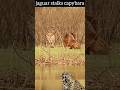 Jaguar stalks capybara