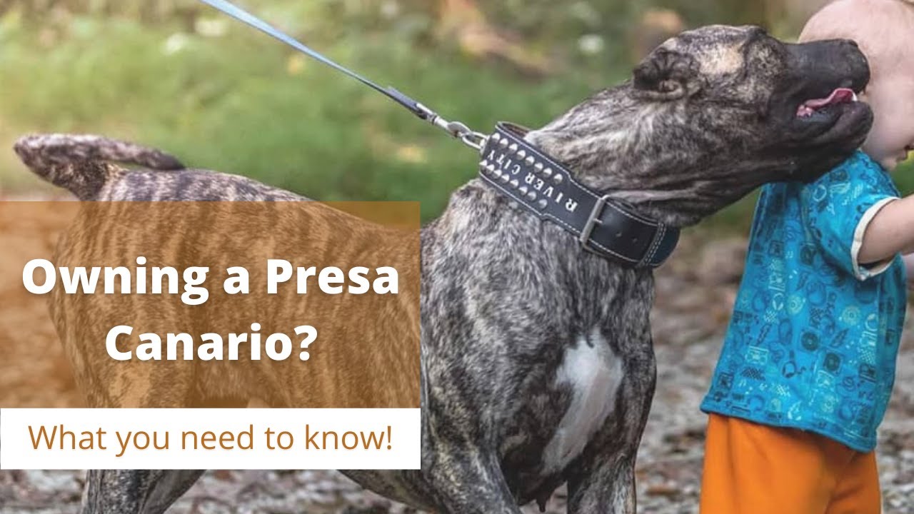 Owning A Presa Canario? | What You Need To Know!