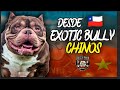  conoce los  exotic bullys desde china con  bully seed kennel 