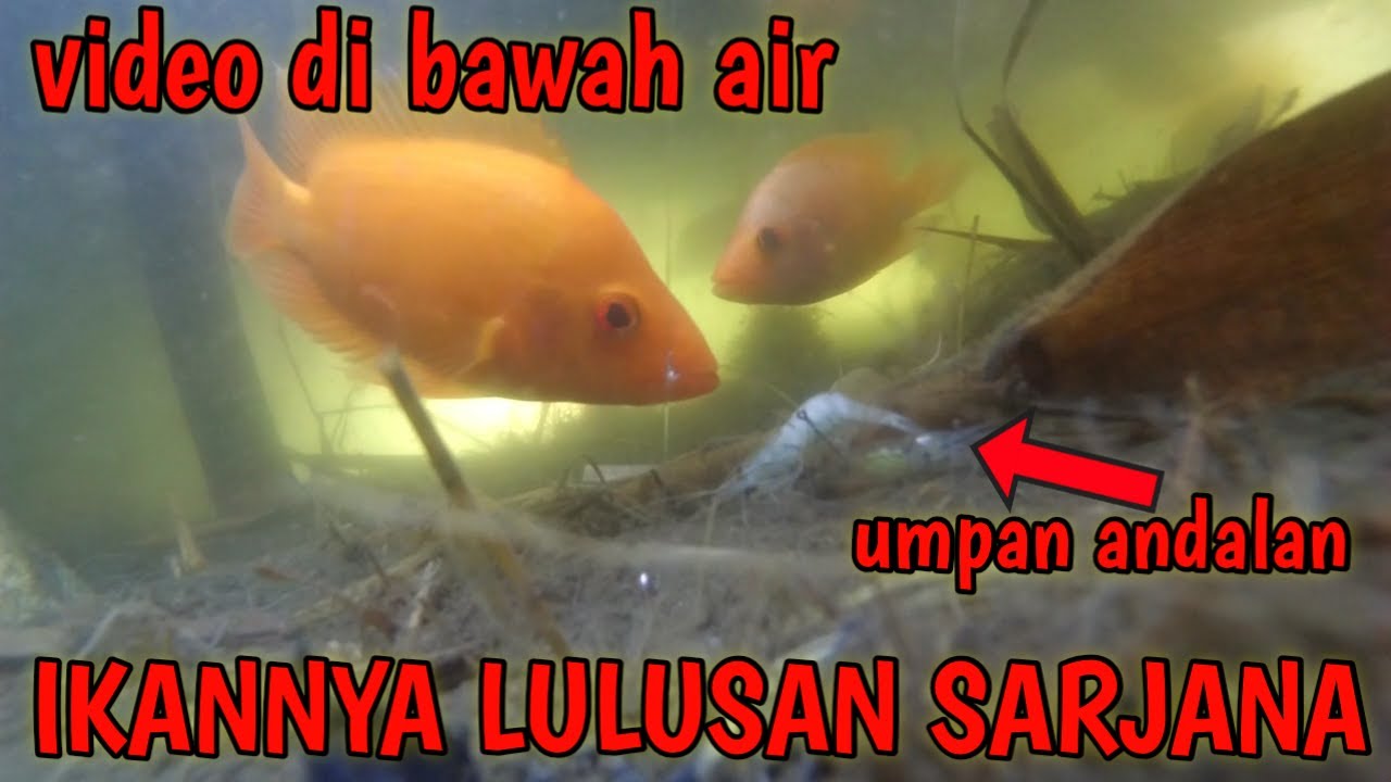 mengagumkan ternyata begini cara ikan red devil memakan umpan di danau