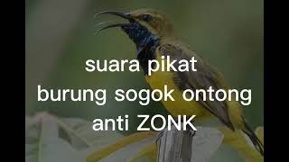 SUARA PIKAT BURUNG SOGON ATAU SOGOK ONTONG ANTI ZONK