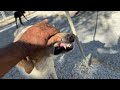 Boomer is NOT for the Shelter! He Needs a Home ASAP - Takis Shelter