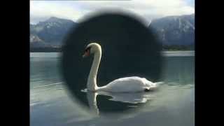 Led Zeppelin - Swan song