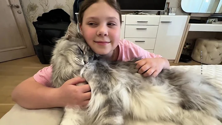 Watch the video about When a Maine Coon Loses His Head in Love😻#gelicoon #cat #cute #catlovers #mainecoon #animals #love