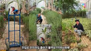 청운미래 사회적협동조합  국화묘목사업1