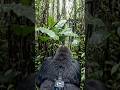 “A Day in the Life of a Gorilla (POV Experience)”