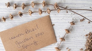 How to Save Basil Seeds | Herb Gardening